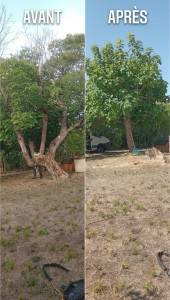 Photo de galerie - Abattage d’un arbre