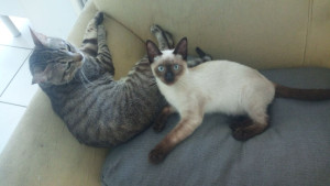 Photo de galerie - Merlin