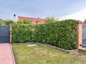 Photo de galerie - (Après) Taille de Photinias 2/2