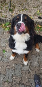 Photo de galerie - Garde chien