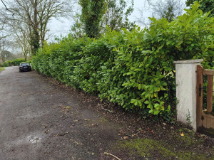 Photo de galerie - Taille d'une belle haie de lauriers 