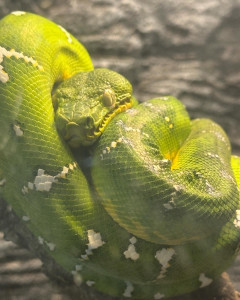 Photo de galerie - Garde animaux