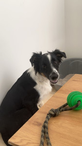 Photo de galerie - Garde chien