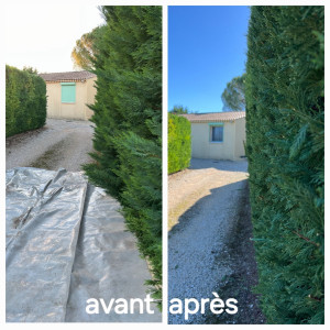 Photo de galerie - Taille de cyprès