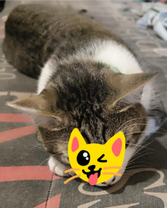 Photo de galerie - Après des croquettes une petite sieste 