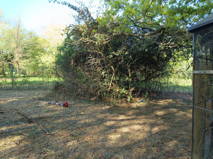 Photo de galerie - Tonte de pelouse - Débroussaillage