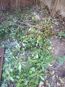 Photo de galerie - Désherbage 