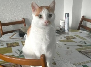 Photo de galerie - Visites chats