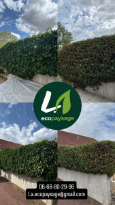 Photo de galerie - Entretien haies 