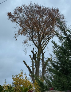 Photo de galerie - Abattage hêtre malade