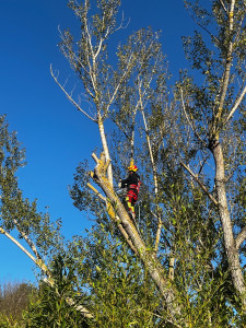 Photo de galerie - Élagage en hauteur réalisé en grimpe avec matériel professionnel. Taille propre et sécurisée.