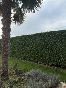 Photo de galerie - Taille de laurier 