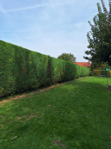 Photo de galerie - Remise au propre entretien de jardin 