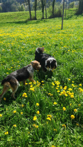 Photo de galerie - Mon chien avec une copine 