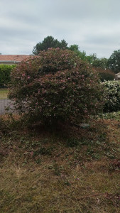 Photo de galerie - Taille de haies et d'arbustes