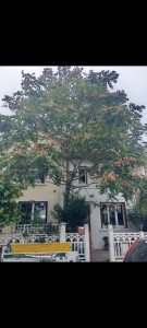 Photo de galerie - Elagage et coupe d'arbres