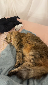 Photo de galerie - Super chat!!