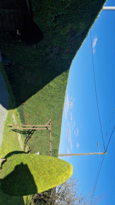 Photo de galerie - Taille de haies et d'arbustes