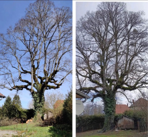 Photo de galerie - Elagage et coupe d'arbres