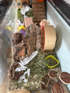 Photo de galerie - J’ai trois gerbilles : Alvin, Marius et Guizmo :) 