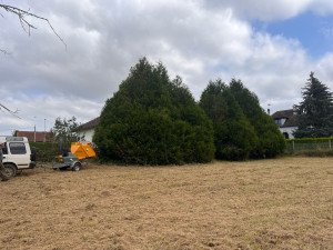 Photo de galerie - Abattage et broyage complet. 