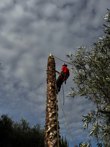 Photo de galerie - Abattage d’un palmier de + de 12 m