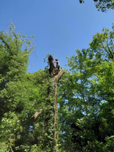 Photo de galerie - Elagage et coupe d'arbres