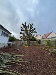 Photo de galerie - élagage en tête de chat 