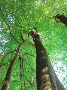 Photo de galerie - Taille sanitaire d'un chêne 