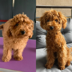 Photo de galerie - Avant / Après coupe mixte