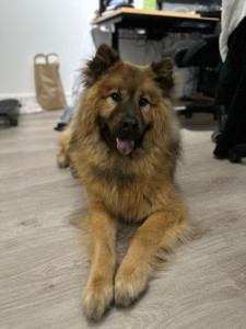 Photo de galerie - Ekko, chien Eurasier de 5 ans ?