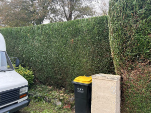 Photo de galerie - Taille de haies 