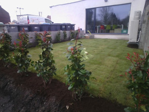 Photo de galerie - Création d'un espace pelouse et haie de photinias