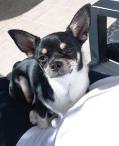 Photo de galerie - Moment détente et câlin au soleil pour Vaïa.