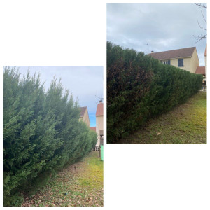 Photo de galerie - Haie 
taillé  , propre .