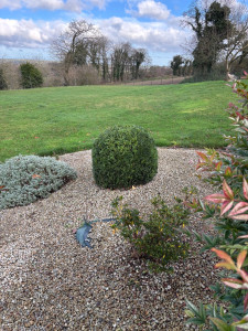 Photo de galerie - Taille d'arbuste en boule