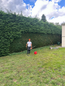 Photo de galerie - Taille de haies et d'arbustes