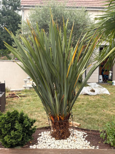Photo de galerie - Réduction de phormium 
