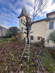 Photo de galerie - Elagage et coupe d'arbres