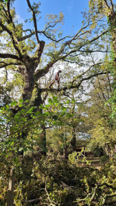 Photo de galerie - élagage 