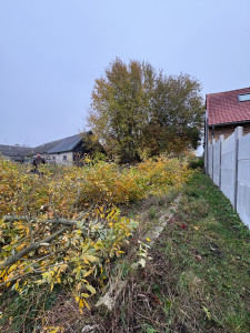 Photo de galerie - Élagage