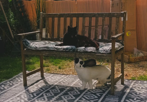 Photo de galerie - Petsitting