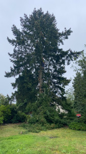 Photo de galerie - Abattage d’un sapin 