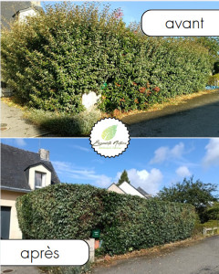 Photo de galerie - Taille de haie à Auray