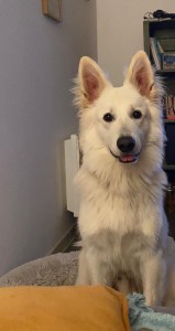Photo de galerie - Garde chien