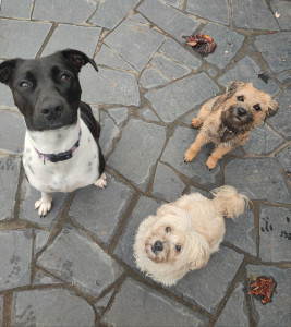 Photo de galerie - Garde chien