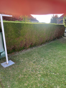 Photo de galerie - Taille de haies et d'arbustes