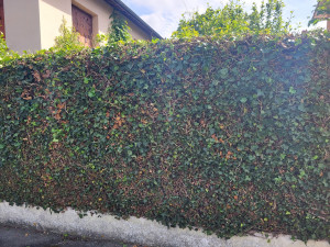 Photo de galerie - Haie coupé 