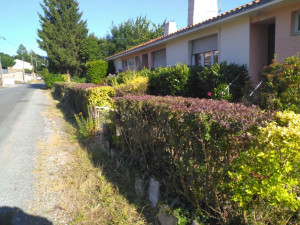 Photo de galerie - Taille de haie avec l'évacuation 
