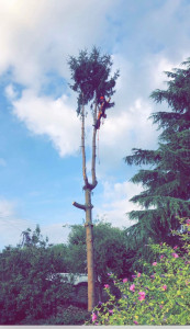 Photo de galerie - Abattage,  par démontage